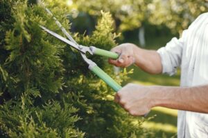 Local Tree Trimming