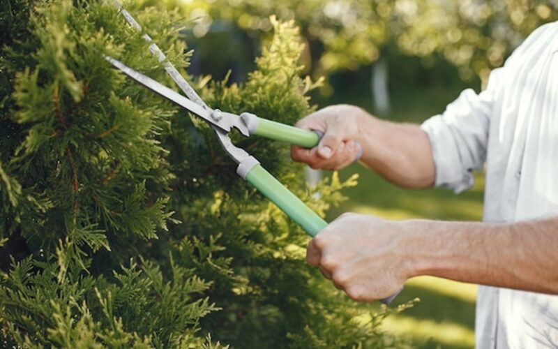 The Importance of Local Tree Trimming in the Summer Months